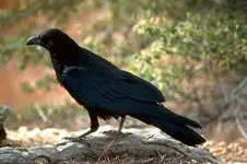 Do you like crows? Do you like crows?