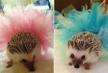 HEDGEHOGS!!!! HEDGEHOGS!!!!