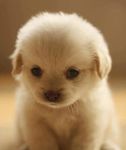 Cute or ugly? (1) Cute or ugly? (1)