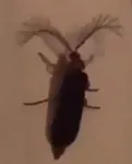 what type of bug is this? what type of bug is this?