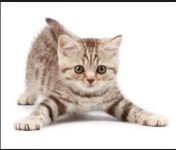 What is the best kitten name (female)? What is the best kitten name (female)?