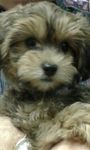 Is Copper A Good Dog Name? Is Copper A Good Dog Name?