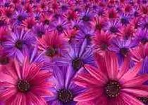 pink vs purple! pink vs purple!