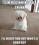 Which animal is the cutest? Which animal is the cutest?