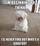 Which animal is the cutest? Which animal is the cutest?
