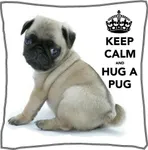 Which Pug Be Cuter? Which Pug Be Cuter?