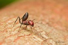 Are ants hot? Are ants hot?