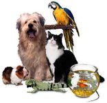 What Is Your Favorite Pet? (2) What Is Your Favorite Pet? (2)