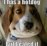 What do you think of this funny dog picture? What do you think of this funny dog picture?