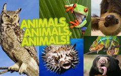 What animal is your favorite? (1) What animal is your favorite? (1)