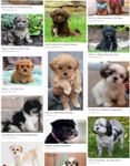 Have you ever heard of a Shihpoo? Have you ever heard of a Shihpoo?