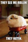 Bunnies,Kitties,Puppies,or Piggies? Bunnies,Kitties,Puppies,or Piggies?