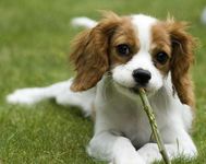 Whats your favourite dog breed? Whats your favourite dog breed?