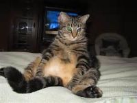 What is your favorite big cat? What is your favorite big cat?