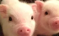 Who is the unltament cutie? Who is the unltament cutie?