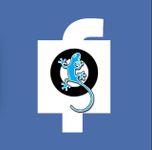 Qfeast or Facebook? Qfeast or Facebook?
