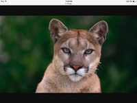 What do you call this animal? What do you call this animal?