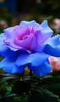What flowe is the prettiest? What flowe is the prettiest?