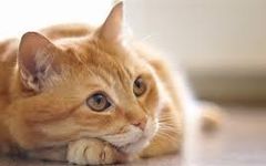 Which of my cats do you like the most? (1) Which of my cats do you like the most? (1)