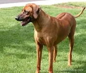 What Dog is Best for You? (1) What Dog is Best for You? (1)