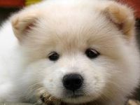 Are you ready for a dog? Are you ready for a dog?