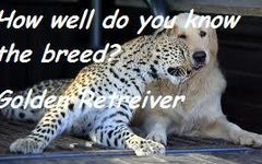 how well do you know the breed? - Golden Retriever how well do you know the breed? - Golden Retriever
