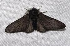 Peppered Moths Peppered Moths