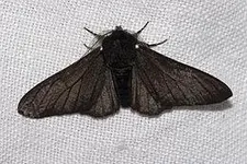 Peppered Moths Peppered Moths
