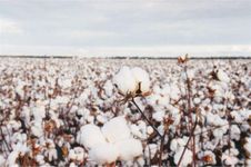 Cotton History Quiz Cotton History Quiz