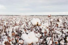 Cotton History Quiz Cotton History Quiz