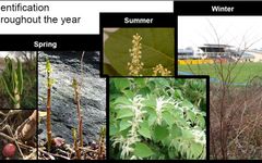 Japanese Knotweed Quiz Japanese Knotweed Quiz