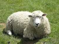 What Do You Know About Sheep? What Do You Know About Sheep?