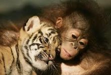 What Kind Of Wild Animal Are You? What Kind Of Wild Animal Are You?
