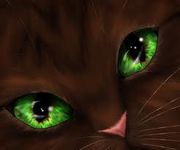 Warrior cats! Which warrior are you? Warrior cats! Which warrior are you?