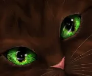 Warrior cats! Which warrior are you? Warrior cats! Which warrior are you?