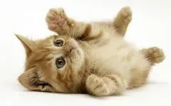 What breed of cat are you? What breed of cat are you?
