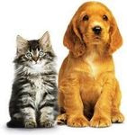 Which household pet are you? Which household pet are you?