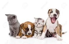 puppy or kitten and what type puppy or kitten and what type