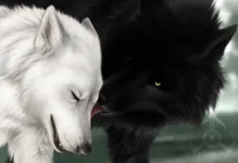 Which type of wolf are you? Which type of wolf are you?