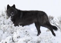 What Species Of Werewolf Are You? What Species Of Werewolf Are You?