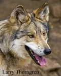 what kind of wolf would you be? what kind of wolf would you be?