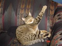 could you survive being a warrior cat? could you survive being a warrior cat?