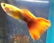 What fish are you? (1) What fish are you? (1)