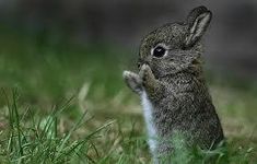 Are you an animal lover? Are you an animal lover?