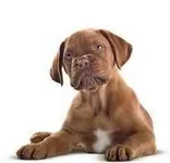Everything About DOGS! Everything About DOGS!