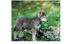 are you wolfguy's best freind? are you wolfguy's best freind?