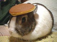 Are you a bunny? Are you a bunny?