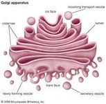 Golgi Bodies!! Golgi Bodies!!