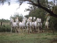 Everything Horses! Everything Horses!