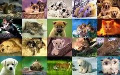 What kind of animal are you? (1) What kind of animal are you? (1)